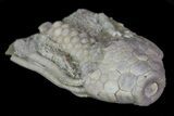Bargain, Macrocrinus Crinoid Fossil - Crawfordsville, Indiana #68498-2